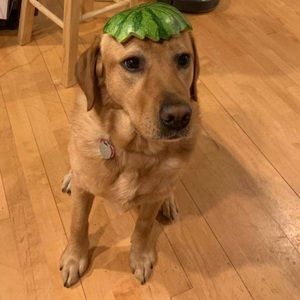 Meet your Posher, Flora